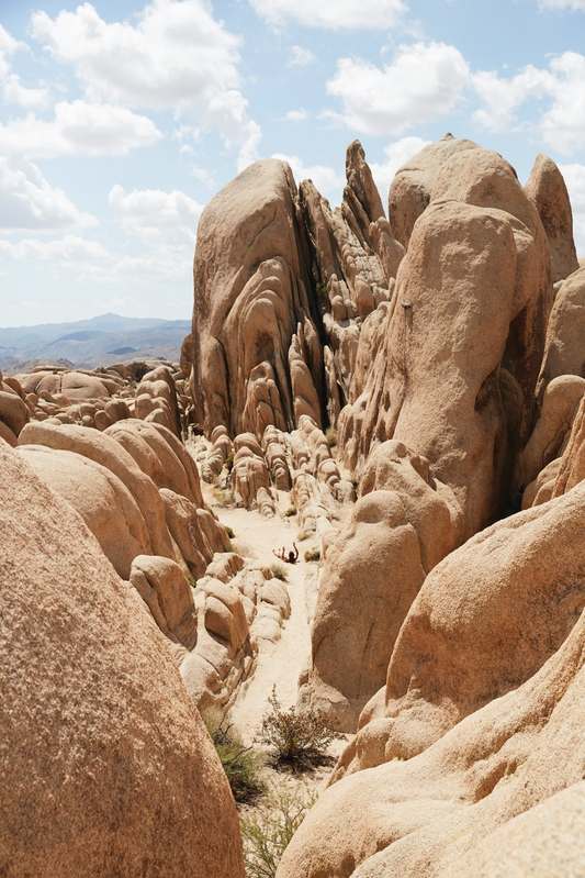 Joshua Tree