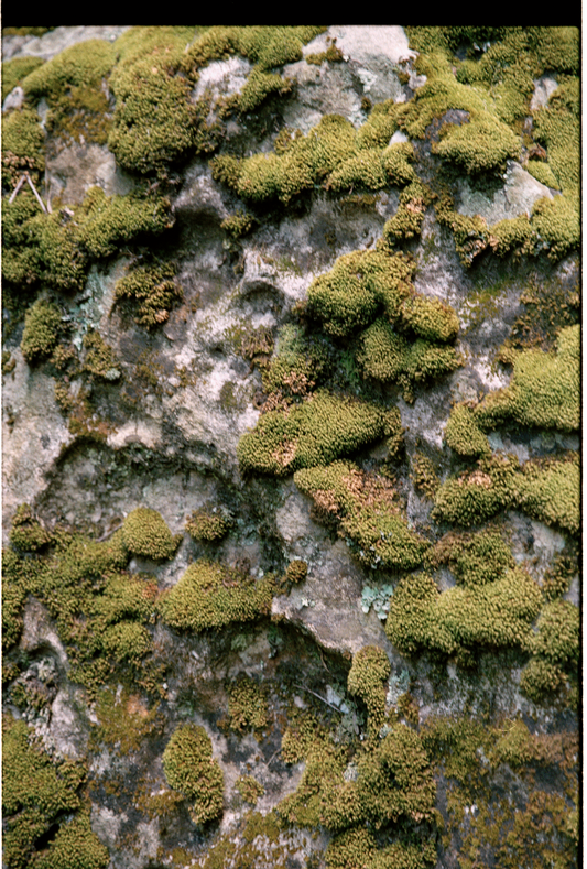Moss detail