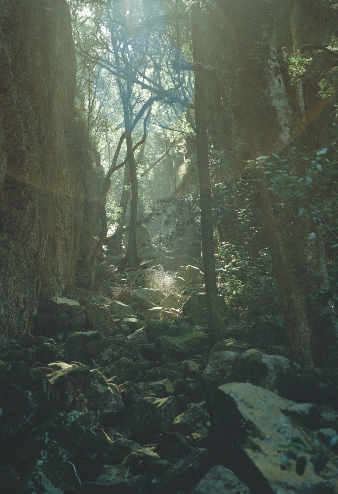 Disa Ravine in South Africa