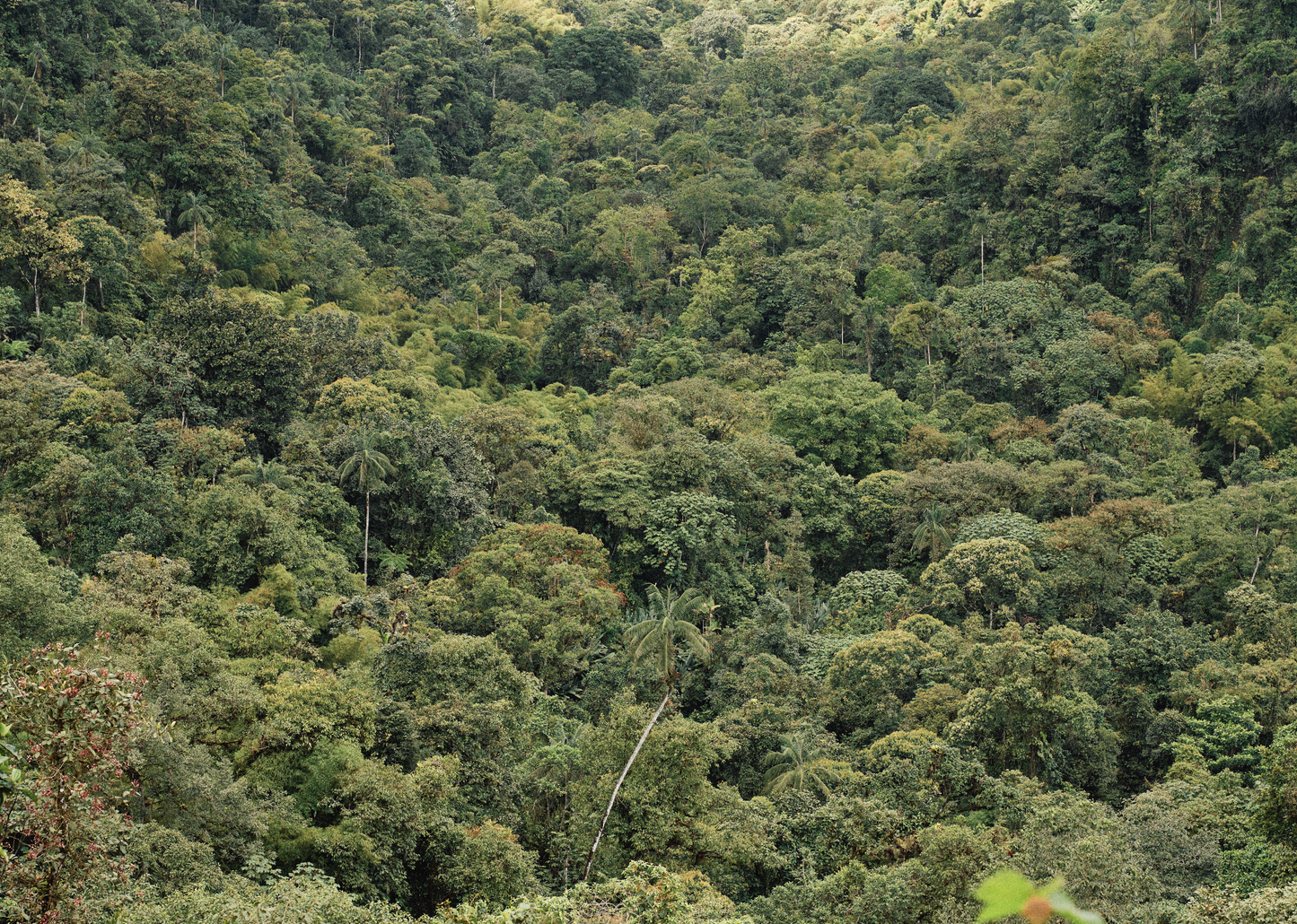 Rainforest Ecuador