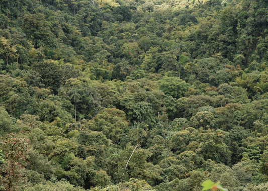 Rainforest Ecuador