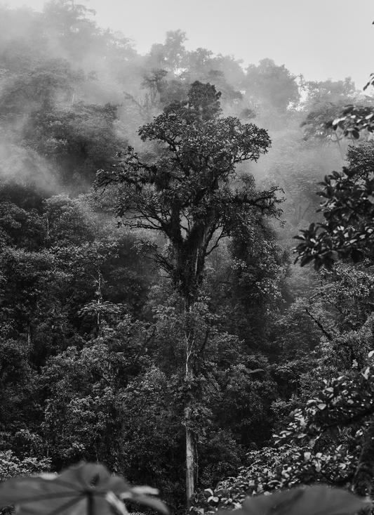 Mindo Forest BW