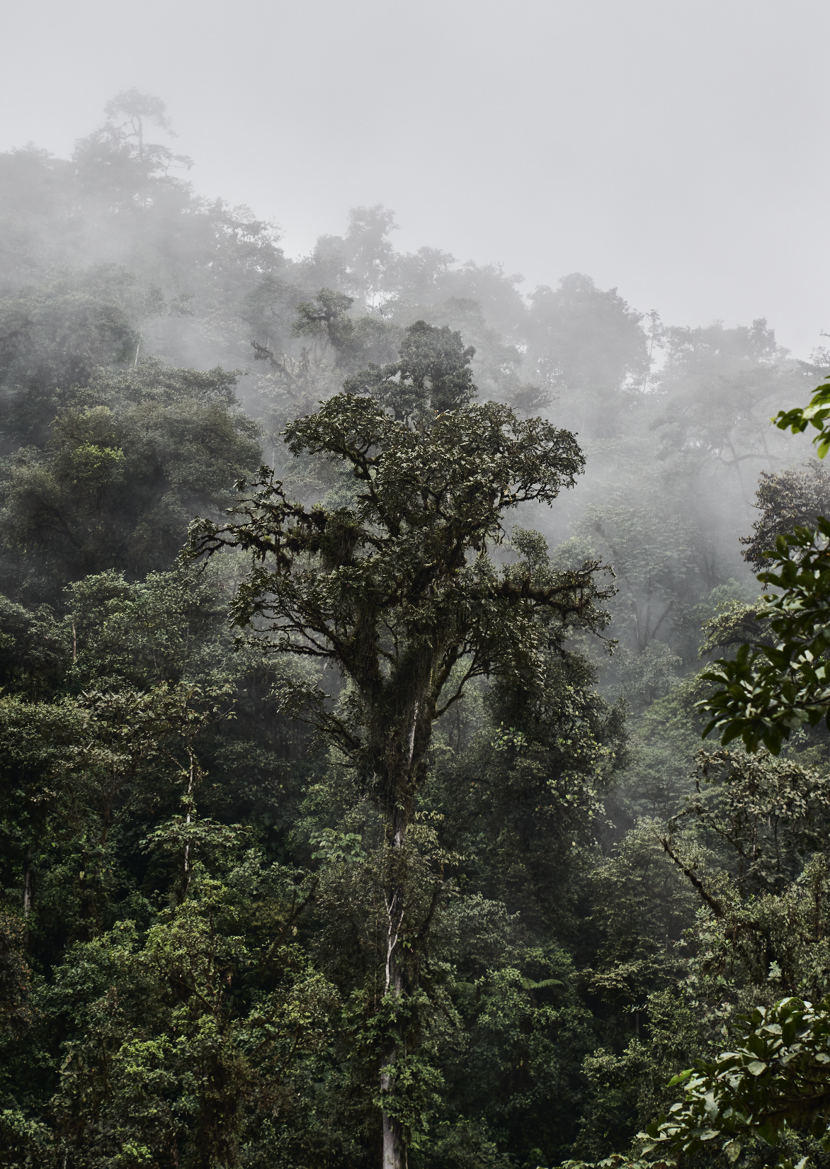 Mindo Forest