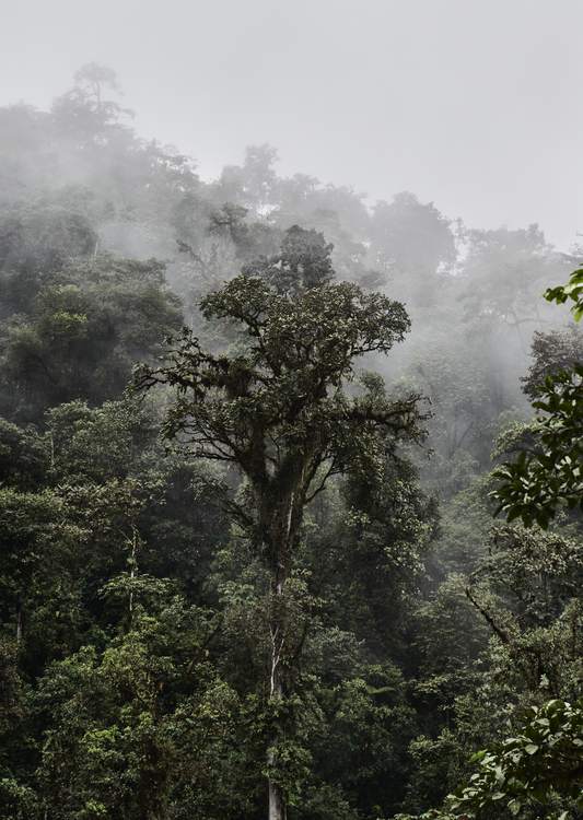 Mindo Forest